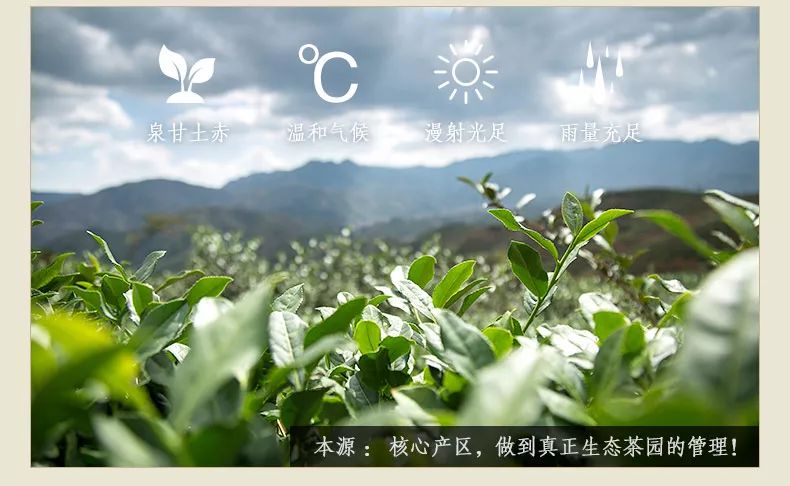 安溪感德正味铁观音捡漏,安溪感德高山正味铁观音文案