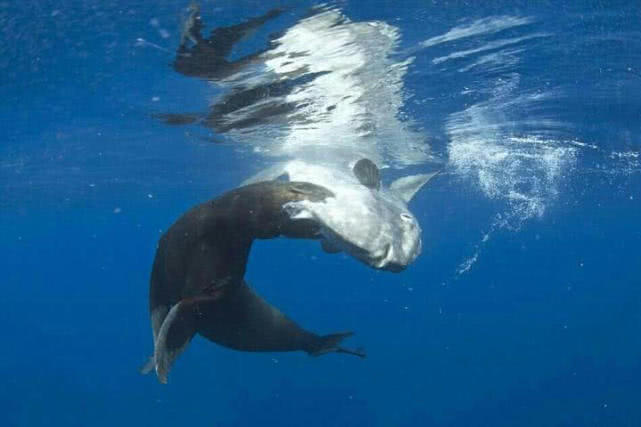 世界上最丑的鱼叫什么鱼,世界上有哪些极丑的鱼