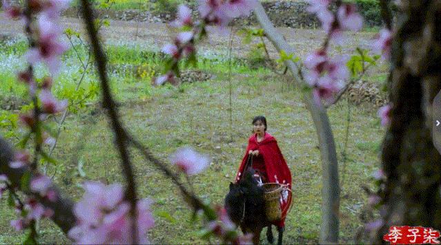 李子柒消失的55天鲜花宴,李子柒火到全球的视频