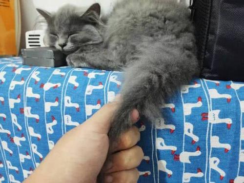 为什么不可以拽猫猫的尾巴,拽猫尾巴能引起什么后果
