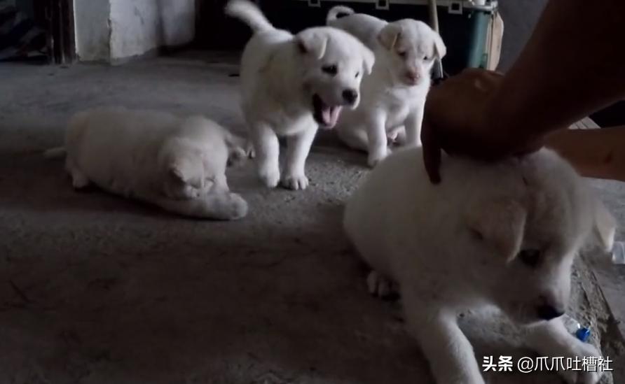 可怜的狗狗打针是怎么样的呢,狗狗打针反应迟钝智商受威胁