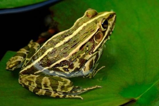 龟类的进化过程图片,龟鳖目动物外形特征