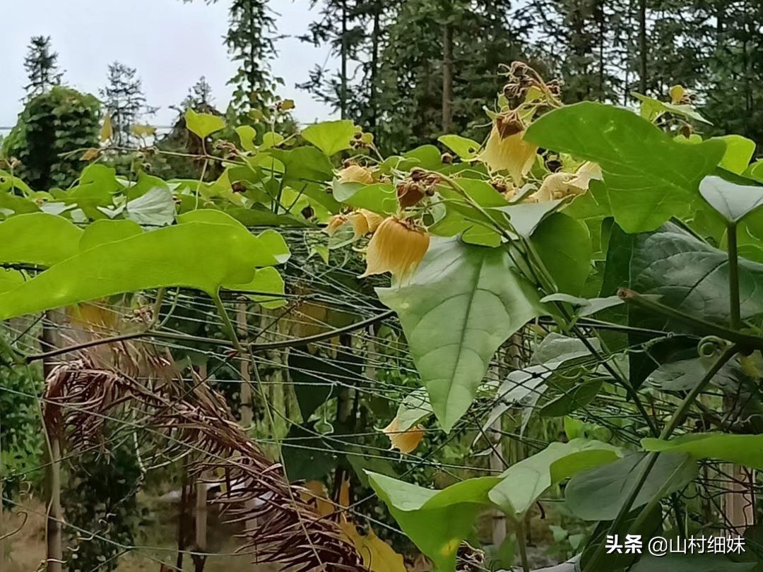 种植罗汉果,雌雄花期不相遇怎么办?先找到原因,解决办法在这里