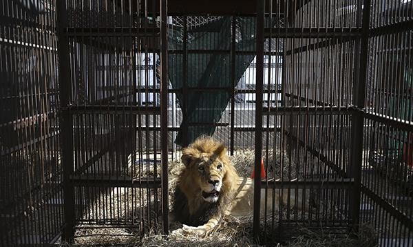 狮子被铁索束缚、棍棒训练、断趾磨牙,逃脱后两代狮王以人为食