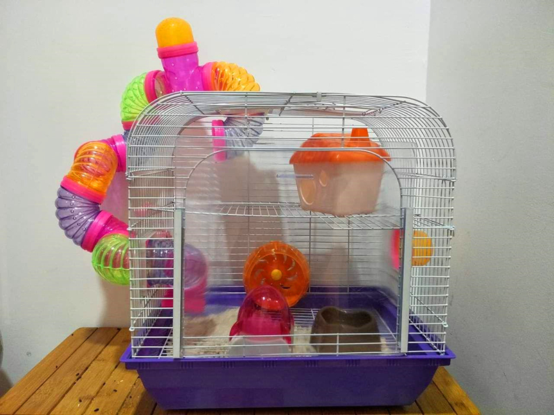 仓鼠外带笼放什么容器比较好,仓鼠笼子如何摆放东西呢