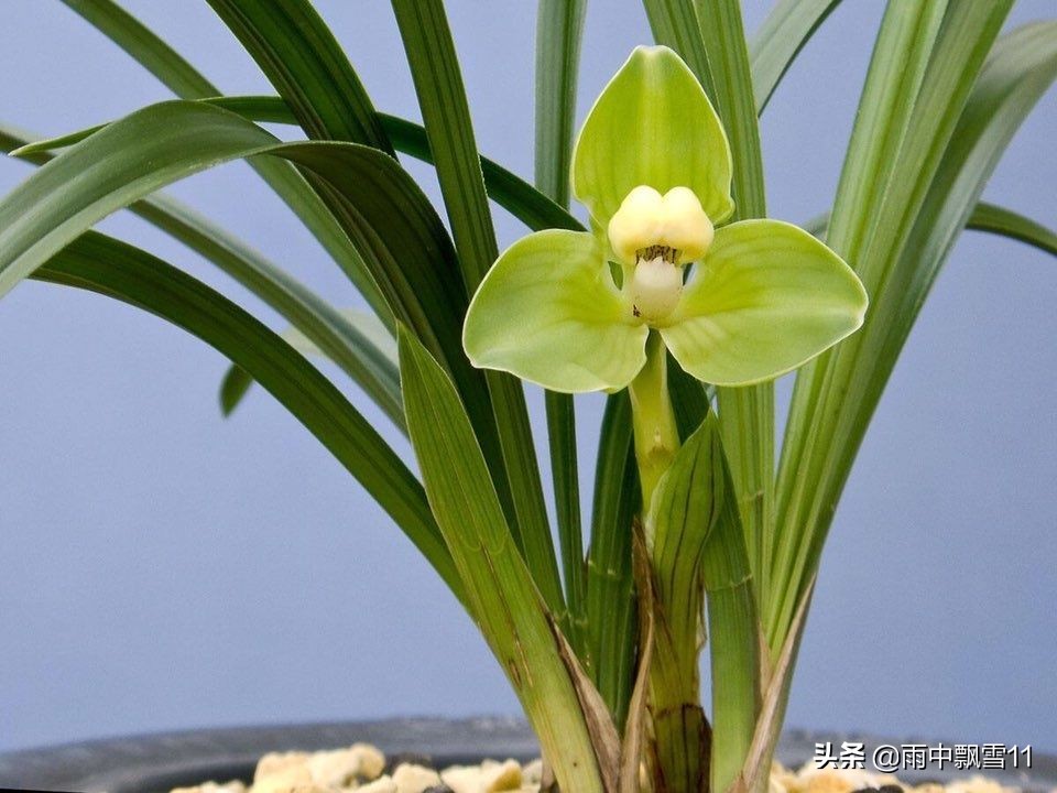 兰花上盆的正确方法图解,兰花上盆的十个小知识