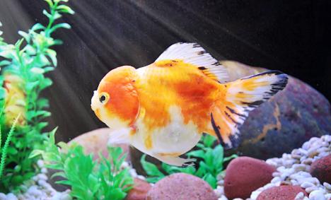 宠物金鱼最好养十大排名,宠物金鱼种类及图片大全大图