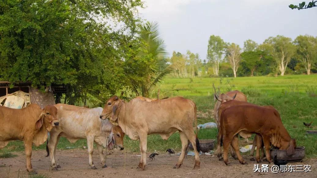 不想背井离乡怎么办,在农村没事做怎么办