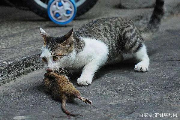 养猫招财到什么程度最好,猫咪是招财猫的象征