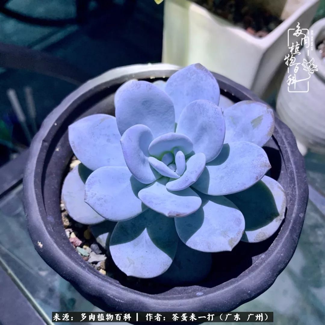 在冬日阳光下，记一个多肉小白的养肉历程