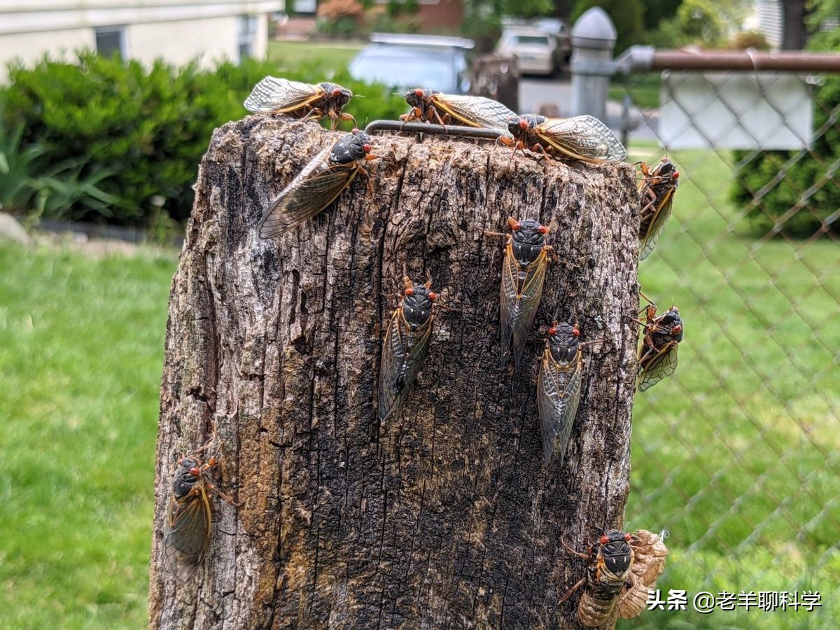最近知了猴在哪个国家成灾,疯狂的知了