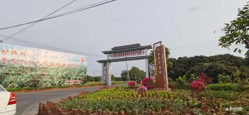 茂名荔枝的前世今生，果大肉脆汁多清甜，最好吃的还是桂味荔枝