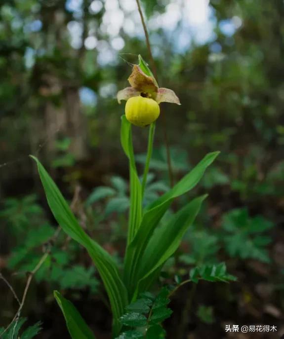 国家二级黄花杓兰,黄花杓兰与西藏杓兰
