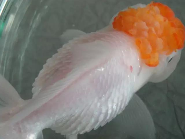 热带鱼炸鳞病怎么样治疗,小金鱼炸鳞病怎么治