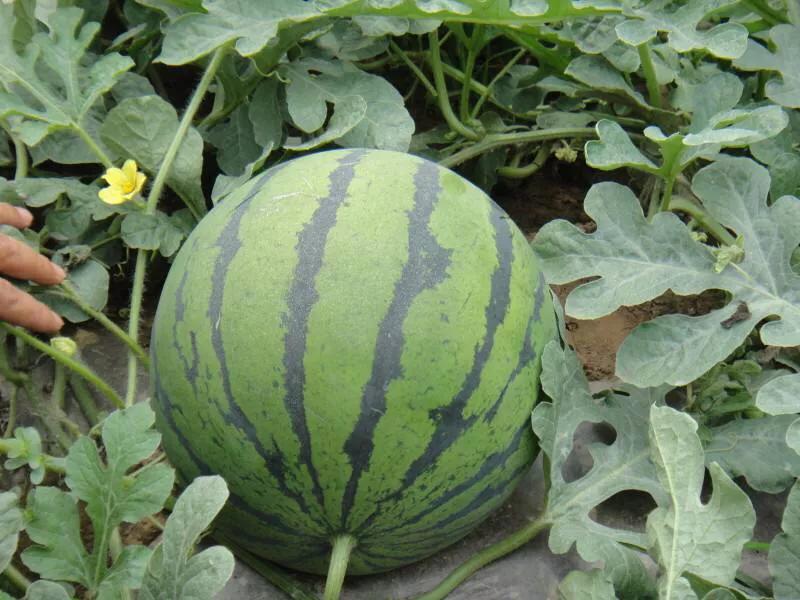 西瓜账号注册异常怎么解除,西瓜出现什么情况说明坏了