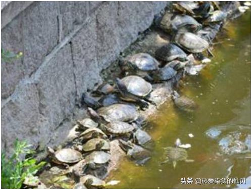 龟生病不吃东西怎么办,龟生病前有预兆吗