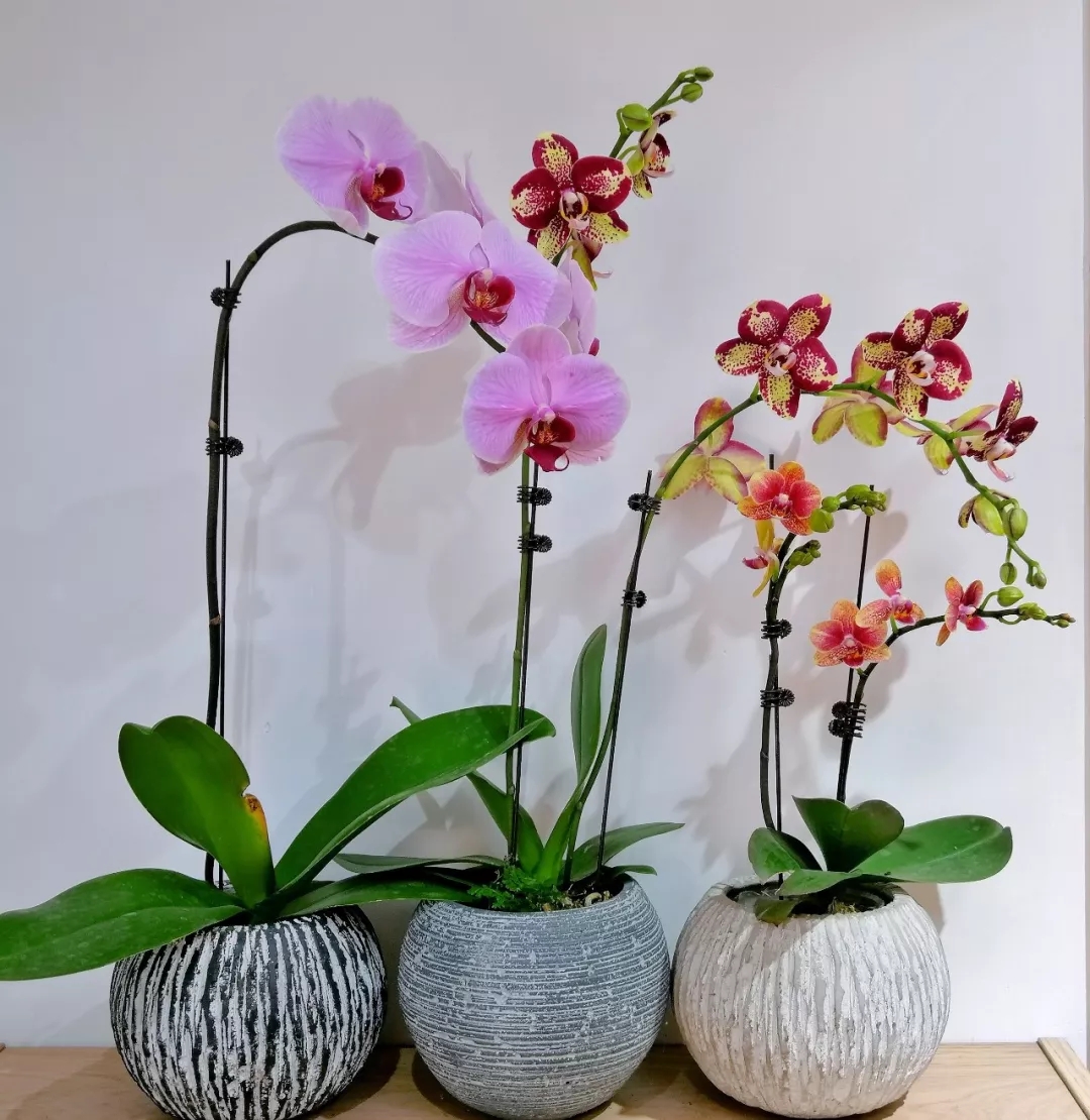 家庭养蝴蝶兰花如何养护,蝴蝶兰家庭养护诀窍非广告