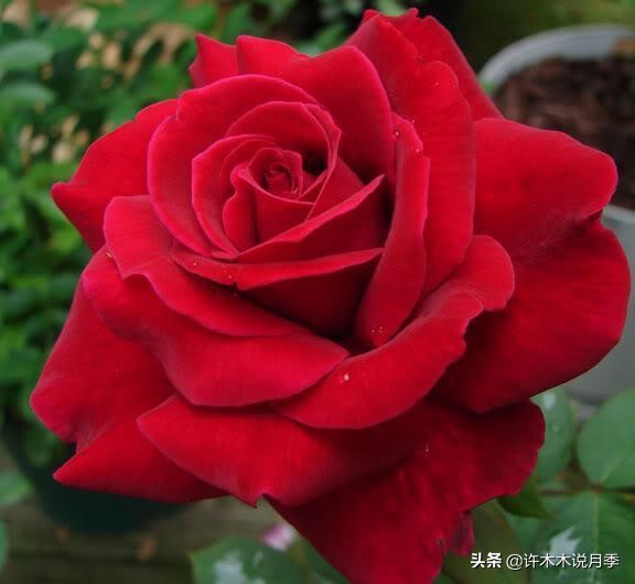 比较香又好养的月季 (颜值高又好养的月季适合阳台党的)