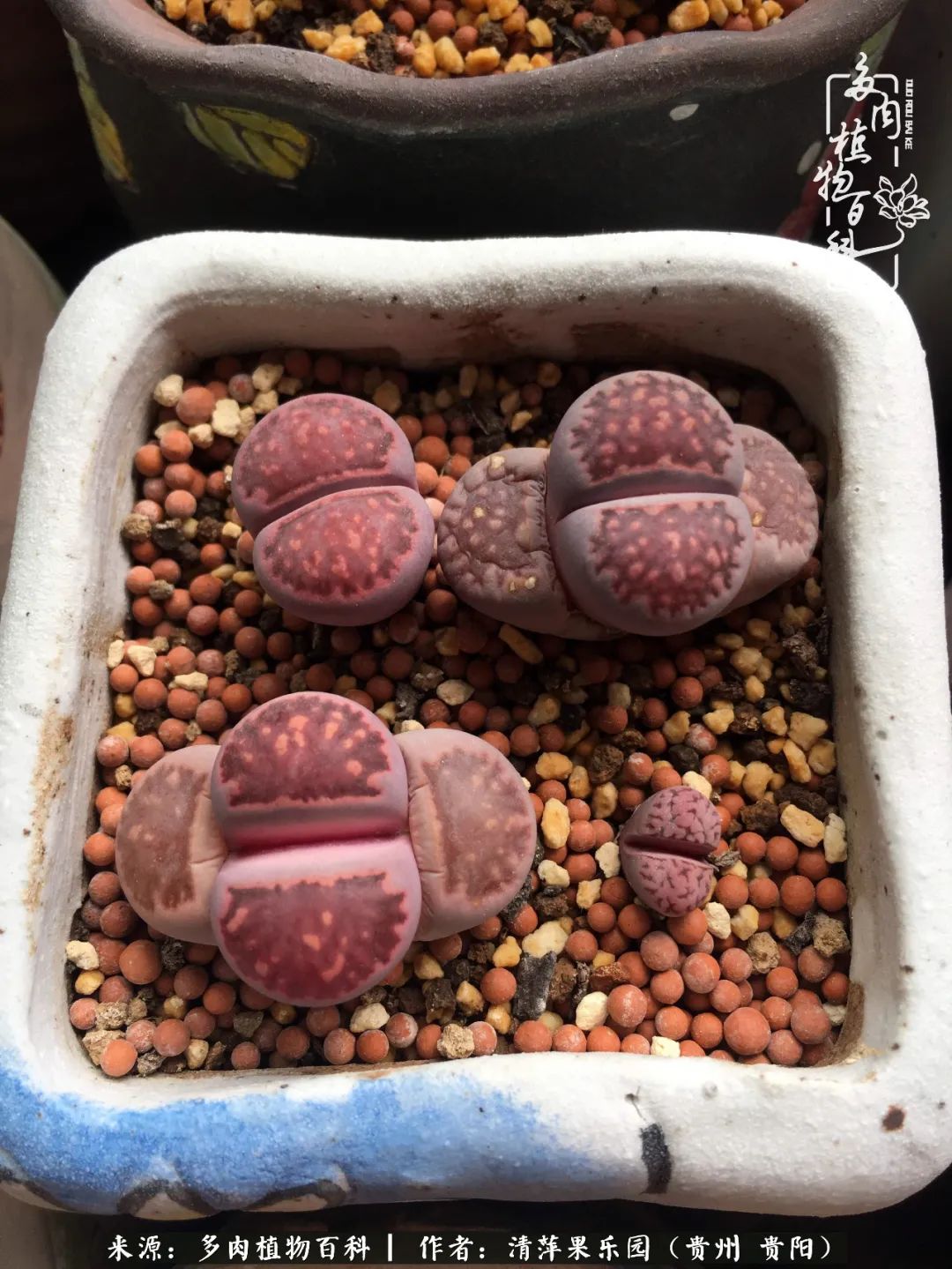 生石花庭院,晶莹剔透的生石花