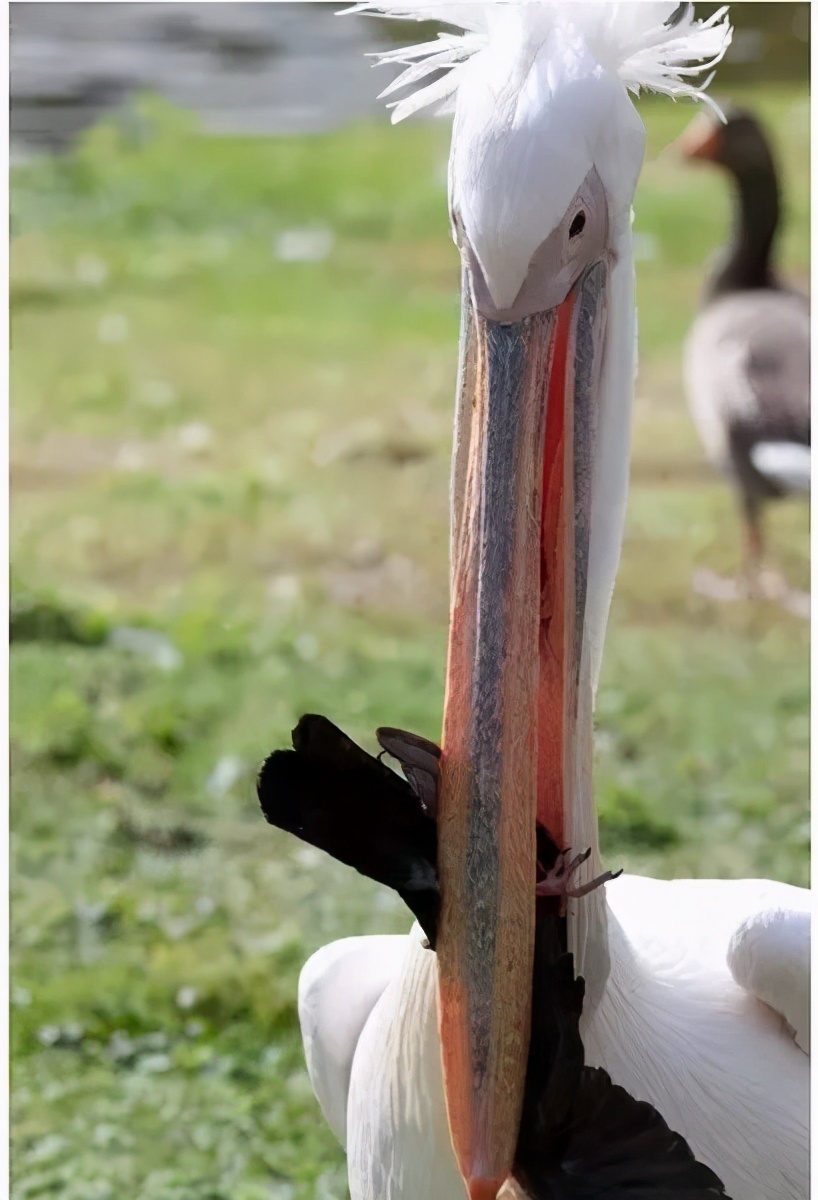 万物皆可吞的鹈鹕,鹈鹕万物皆可吞