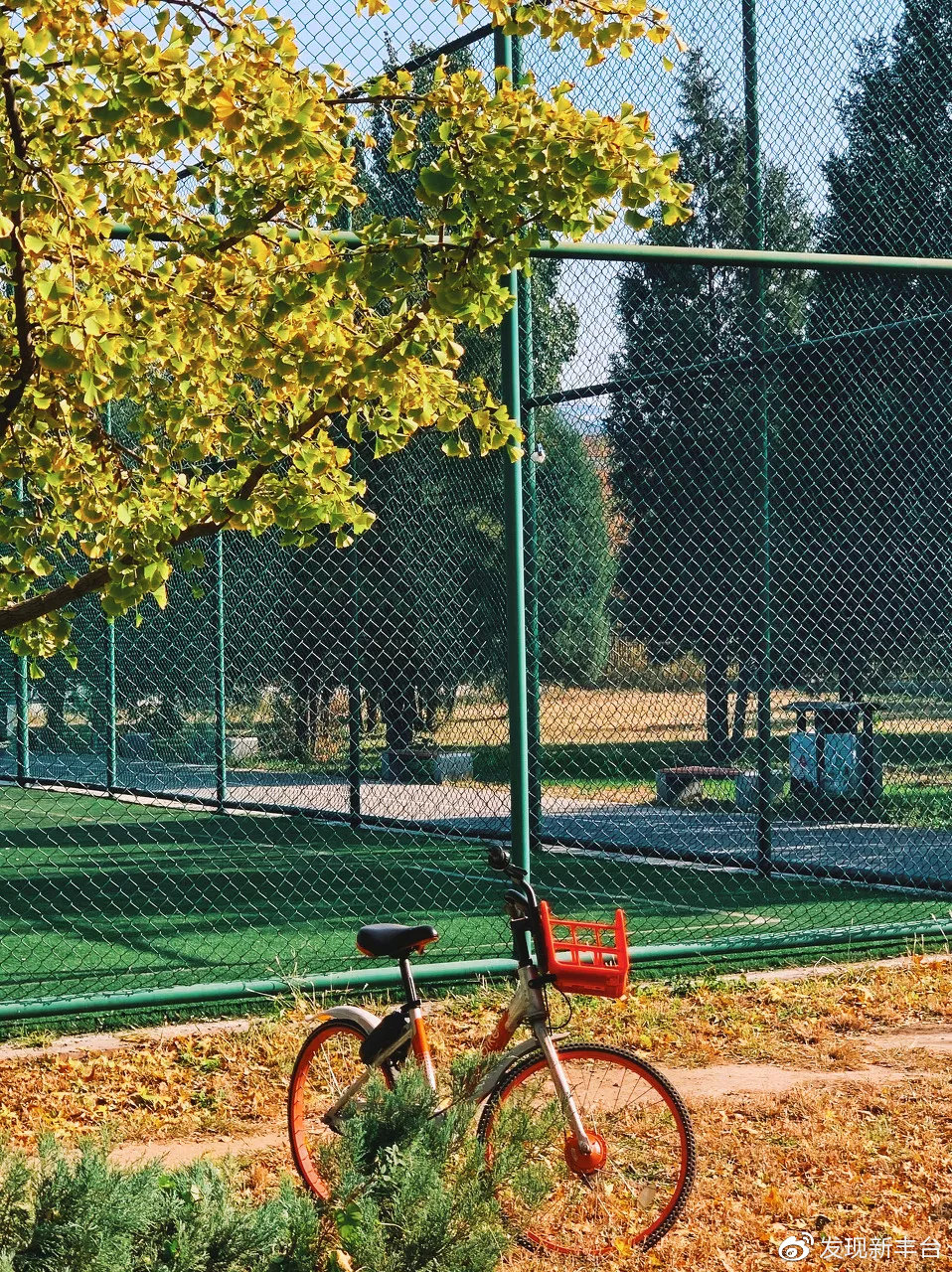 银杏叶美景推荐,银杏公园秋色的美景