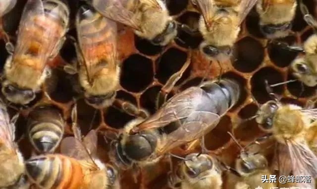 只有一箱弱群蜂怎么养,怎样把中蜂养成超强群