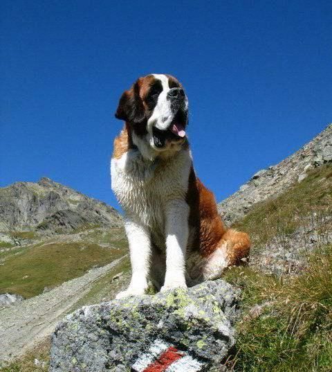 中国有什么名贵的狗,俄罗斯名贵狗价格
