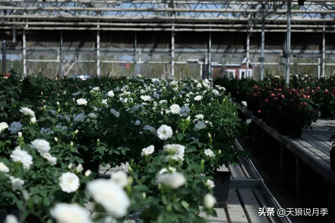 都说“最美人间四月天”，应该就是月季开花的模样吧！