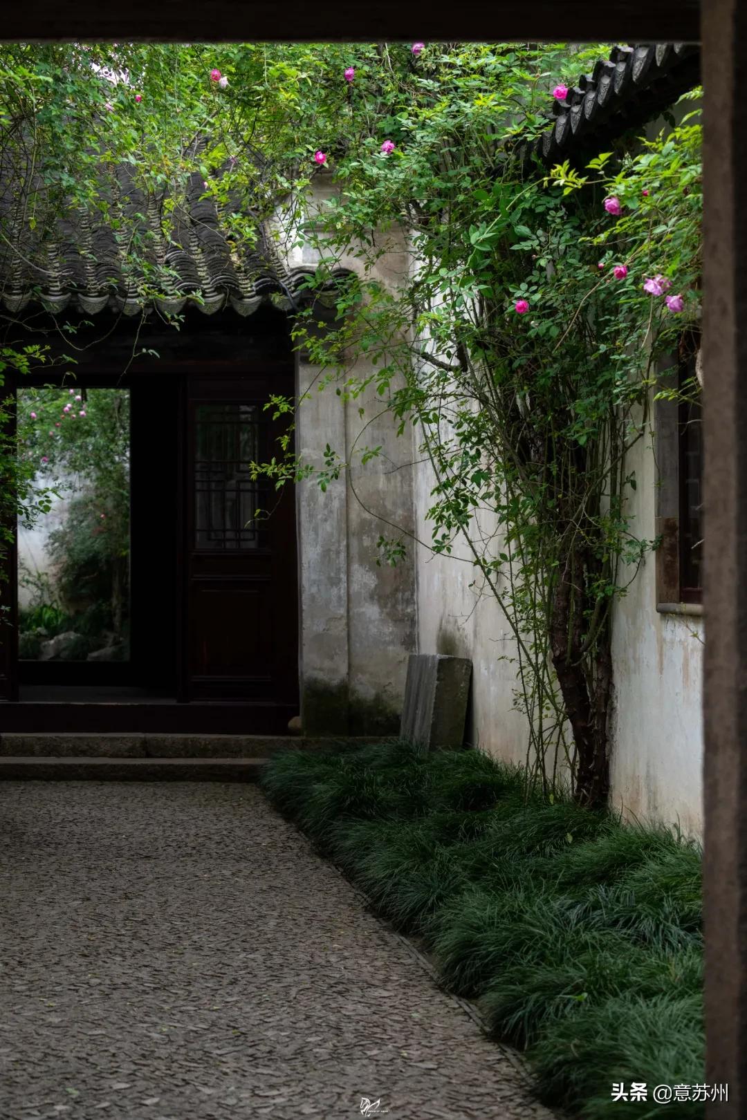 姑苏记艺圃蔷薇,苏州蔷薇艺圃