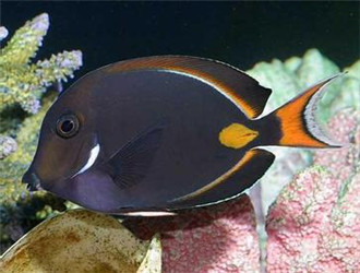 十大最好看的观赏鱼图片大全,十种最漂亮的观赏鱼图片