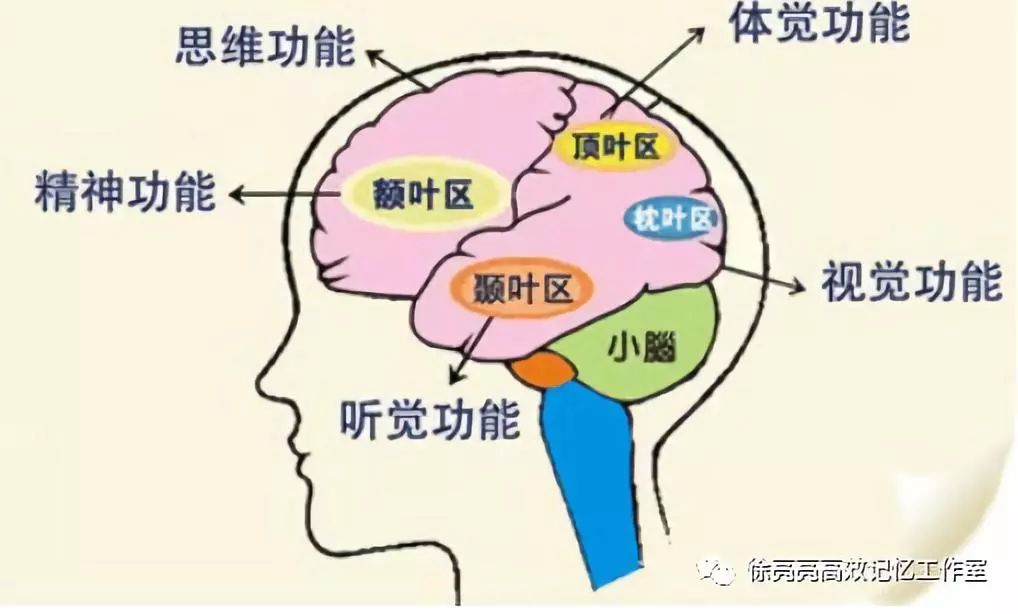 大脑皮层最新成果,神奇的大脑皮层图片