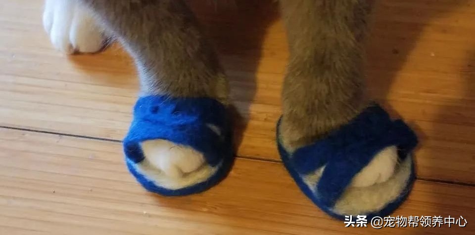 蓝猫洗澡闹脾气暴躁主人怎么制服,猫咪拖鞋蓝猫和白猫