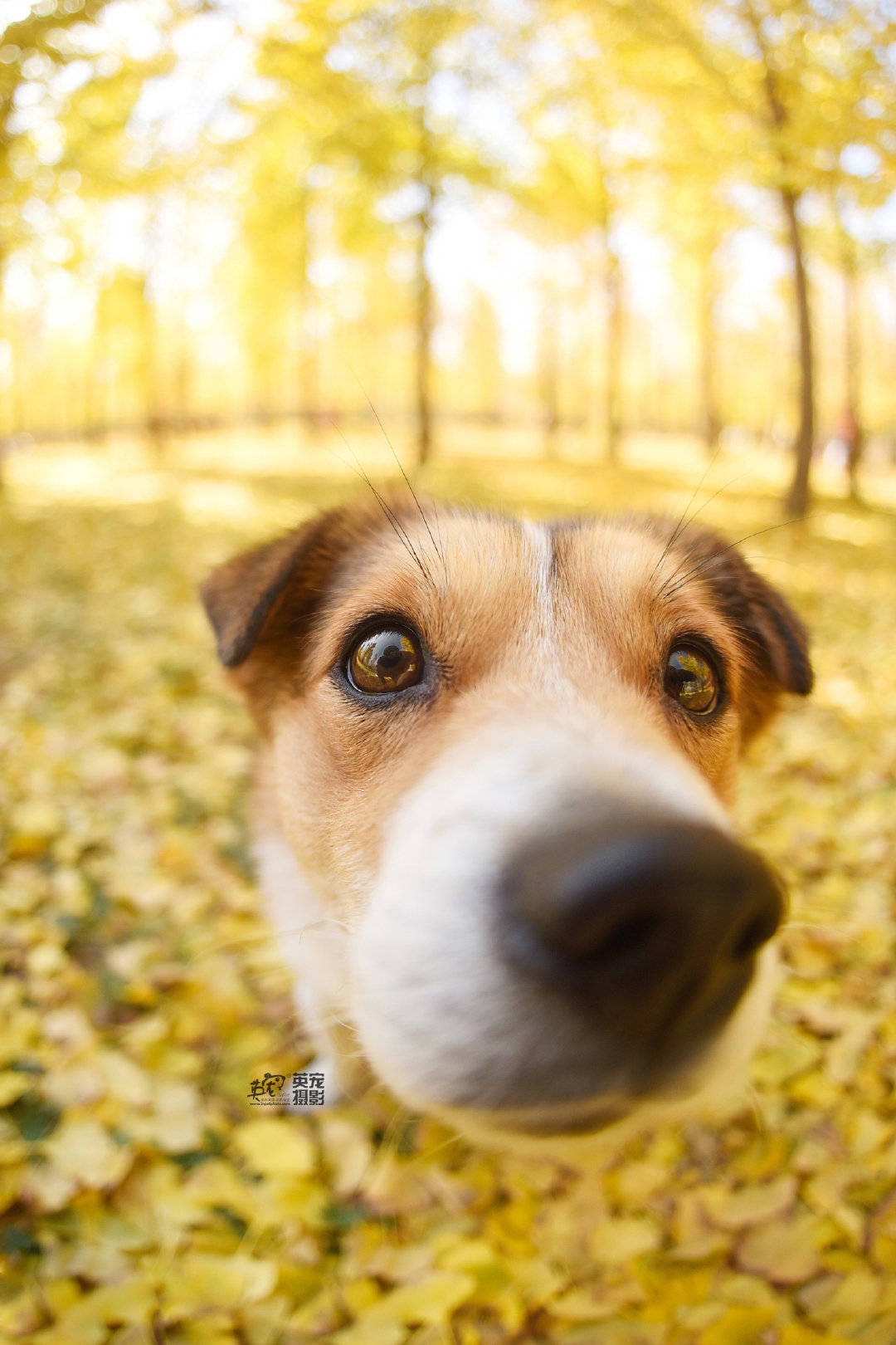 中华田园犬不掉毛不臭吗,中华田园犬在国外有多么受欢迎