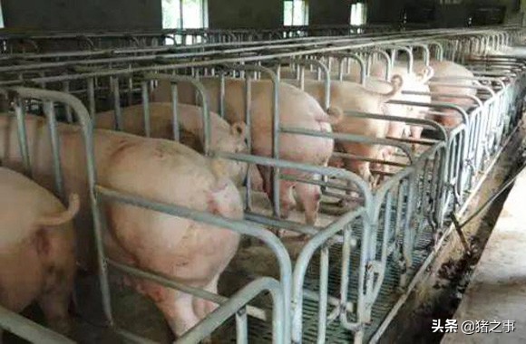 养猪拉干便要用什么药才能正常,养猪粗饲料怎么处理