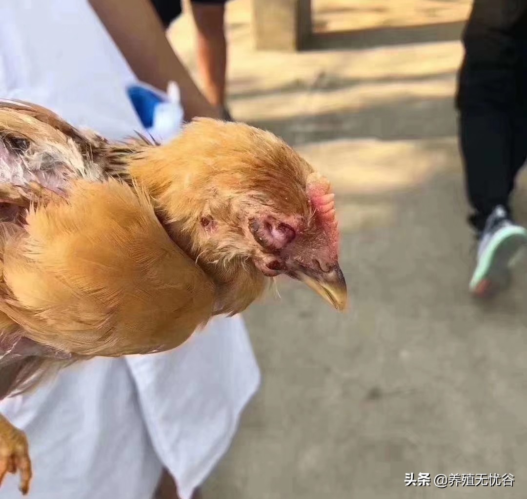 鸡子眼睛瞎是什么原因导致的,鸡子眼瞎了用什么药