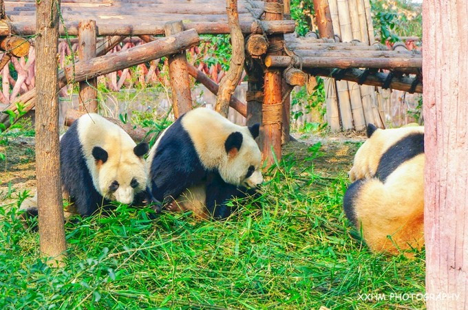 成都本地人去的最好吃的美食,中国姑娘吃成都美食
