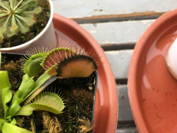 捕蝇草夹子发黑的原因,捕蝇草夹子黑了怎么补救