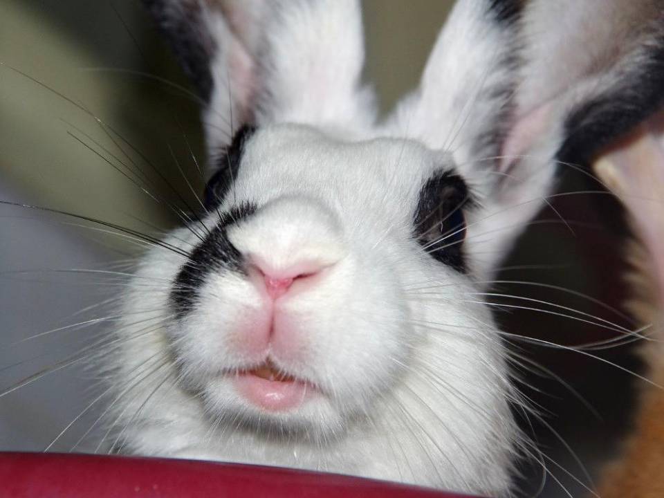 兔子的眼皮肿起来了