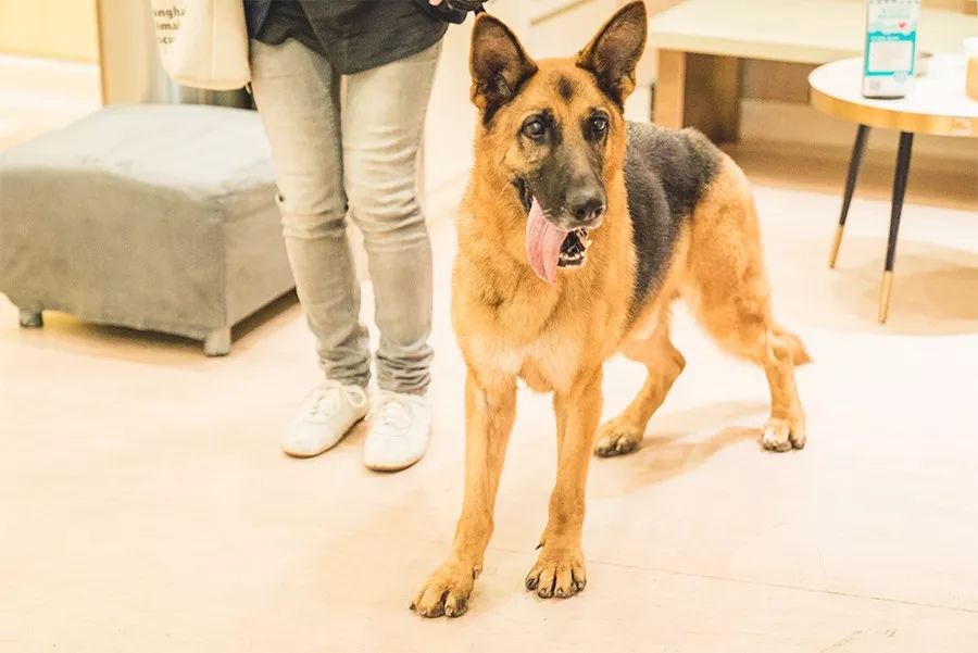 救流浪狗的真实记录,一外国人来中国救助流浪狗