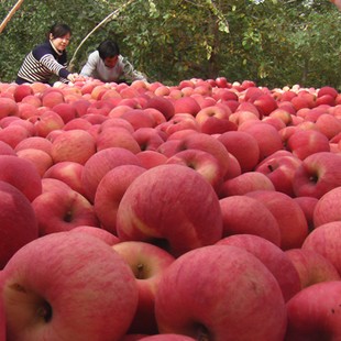 进口苹果关税是多少钱,进口苹果多少钱