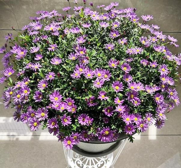 夏天植物开花没几天就凋零了，该怎么办？3点到位问题迎刃而解