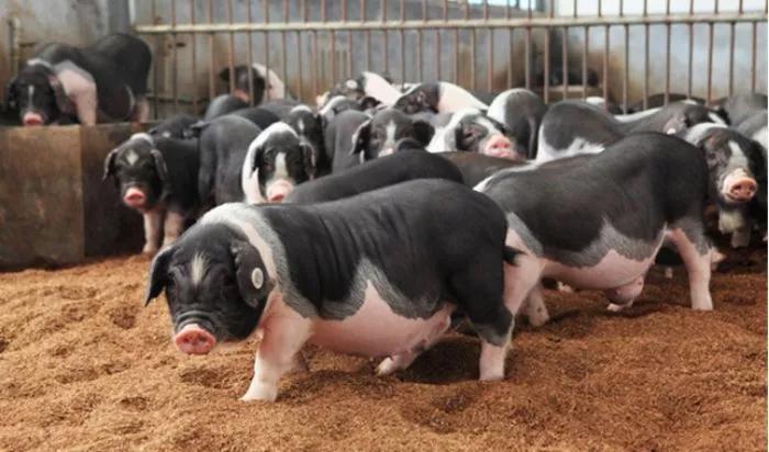 该猪种曾被联合国粮农《遗传资源》杂志选为封面，并向全世界推介