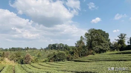 无论市场如何变，蒲江雀舌“早”“优”特质不会变！