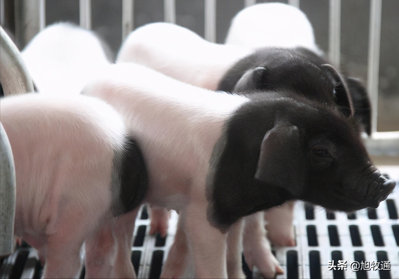 养了这么多年的猪一直亏本,养了20多年的猪后来怎样了
