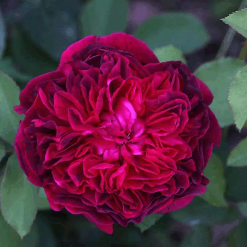 给大家介绍一下玫瑰品种,玫瑰的品种及特点介绍