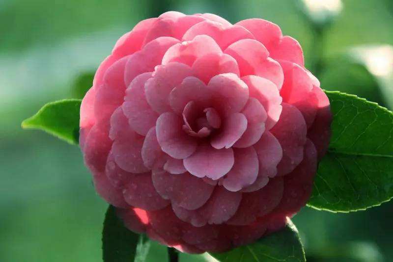 你的生日是几月对应什么花,十二个月每月的代表花及寓意