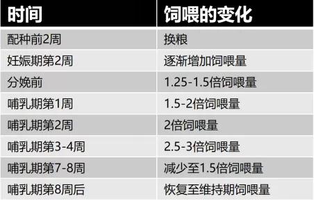 猫咪孕期注意什么,猫咪孕期全方位指南