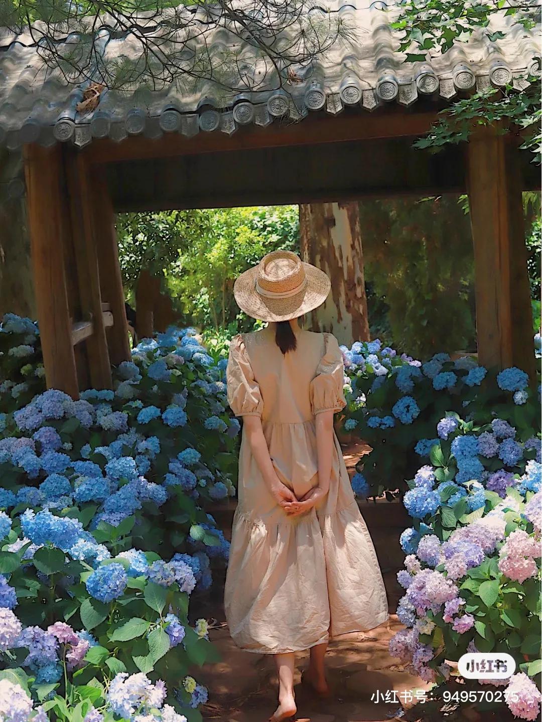 昆明绣球花推荐,昆明赏绣球花季节