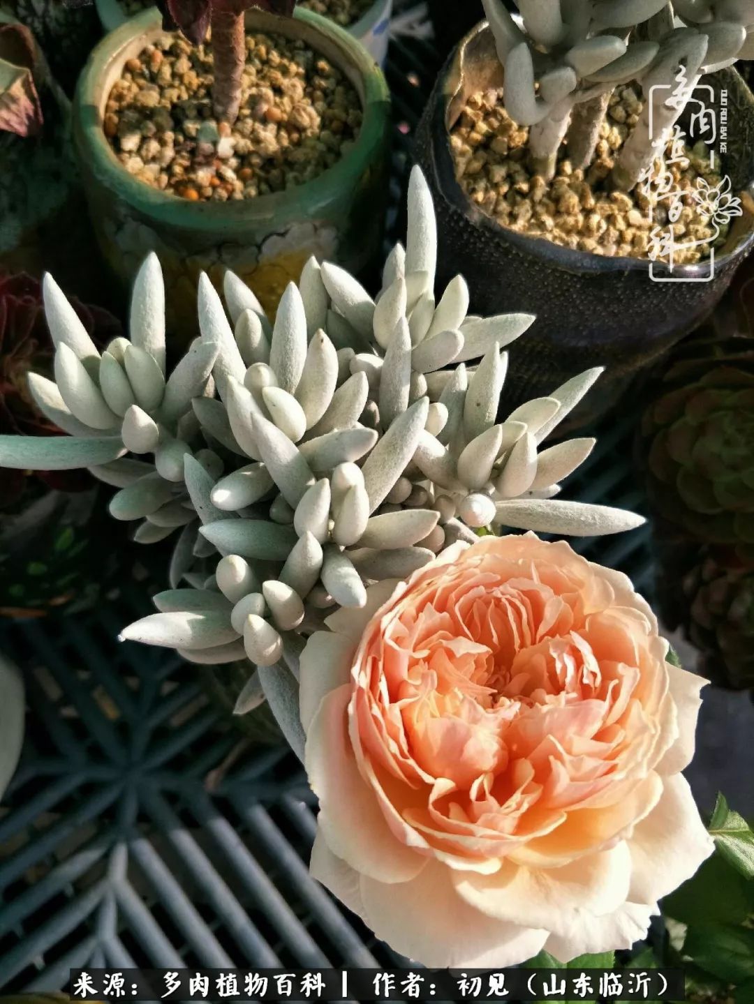 四季颜值在线的多肉,多肉的每一天