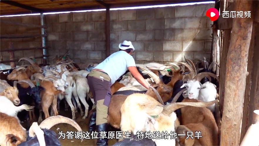 蒙古30000只羊动图,蒙古3万只羊到哪里了